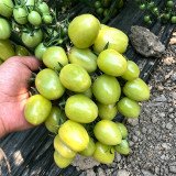 Green Jade Cherry Tomato Seeds – High yield, easy to grow, rich flavor, perfect for home gardening