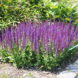 Hezhichun Woodland Sage Seeds - Salvia nemorosa, Hardy Perennial, Drought Tolerant Garden Flowers