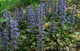 Ajuga Reptans Seeds Perennial