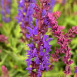 Hezhichun Woodland Sage Seeds - Salvia nemorosa, Hardy Perennial, Drought Tolerant Garden Flowers