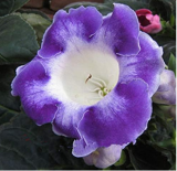 Gloxinia Plant Seed Perennial Sinningia Gloxinia Flower Plants for Home Garden Pot Easy Grow