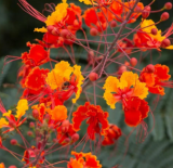 RED Bird of Paradise, Mexican | Dwarf Poinciana (C. pulcherrima) Seeds