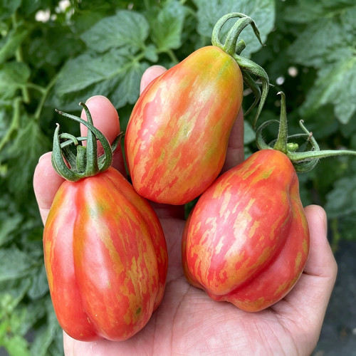 Red Pear Tomato Seeds – Specialty variety, easy to grow and manage, moderate yield, suitable for home garden planting
