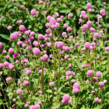 Hezhichun Pink Globe Amaranth Seeds - Easy-to-Grow Adaptable Flower for Garden Borders & Cut Bouquets