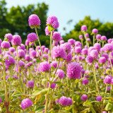 Hezhichun Pink Globe Amaranth Seeds - Easy-to-Grow Adaptable Flower for Garden Borders & Cut Bouquets