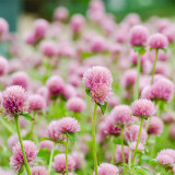 Hezhichun Pink Globe Amaranth Seeds - Easy-to-Grow Adaptable Flower for Garden Borders & Cut Bouquets