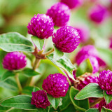 Hezhichun Purple Globe Amaranth Seeds – Everlasting Dried Flowers, Drought Tolerant Annual for Garden Decor