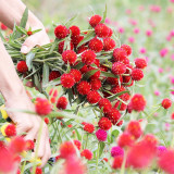 Hezhichun Globe Amaranth Seeds – Gomphrena Globosa, Everlasting Dried Flowers, Bright Spherical Blooms for Sunny Gardens