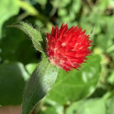 Hezhichun Globe Amaranth Seeds – Gomphrena Globosa, Everlasting Dried Flowers, Bright Spherical Blooms for Sunny Gardens