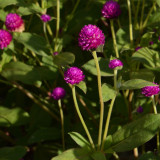 Hezhichun Purple Globe Amaranth Seeds – Everlasting Dried Flowers, Drought Tolerant Annual for Garden Decor