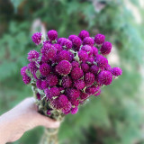 Hezhichun Purple Globe Amaranth Seeds – Everlasting Dried Flowers, Drought Tolerant Annual for Garden Decor