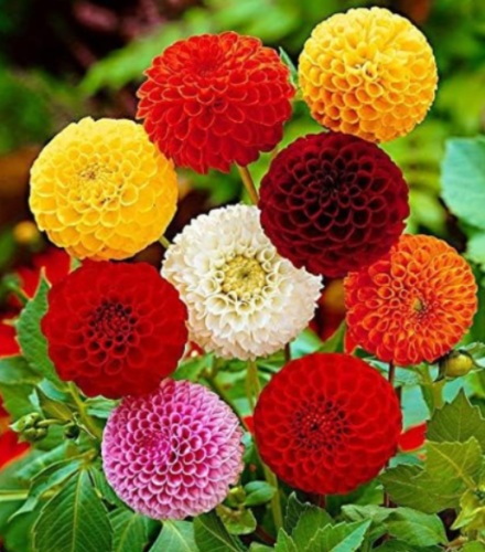 Dahlia Pompon Colorful Mix Garden Flower Seeds for Planting