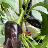 Perilla Pepper Seeds – Early maturing hybrid, rich in anthocyanins, continuous fruiting, easy to grow