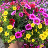 Hezhichun Mixed Color Petunia Seeds | Annual Biennial Herb with Vigorous Blooming & Long Flowering Period
