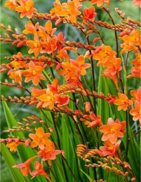 Crocosmia - Bulbs