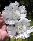 White SCABIOSA Pincushion Flower Seeds / Perennial Fresh Organic