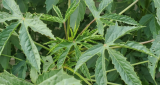 Gongura Green Stem/Indianan Sorrel/Pulichakeerai/Ambaadi Seeds