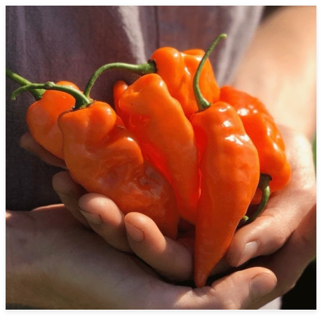 Dwarf Habanada Sweet Pepper Seeds, Rare Pepper Seeds, Organic