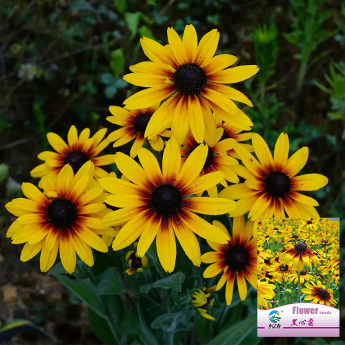 Hezhichun Tall Black-eyed Susan Seeds – Large Bright Blooms, Extremely Long Flowering Period, for Borders & Cut Flowers
