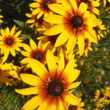 Hezhichun Tall Black-eyed Susan Seeds – Large Bright Blooms, Extremely Long Flowering Period, for Borders & Cut Flowers