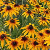 Hezhichun Tall Black-eyed Susan Seeds – Large Bright Blooms, Extremely Long Flowering Period, for Borders & Cut Flowers