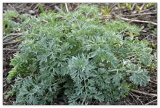 Wormwood Seeds (Artemisia Absinthium) Seeds