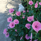 Hezhichun Rose Mallow Seeds | Malva trimestris, Wide Adaptability for Garden Borders & Pots