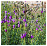 Purple Prairie Seeds for Planting Dalea Purpurea Seeds