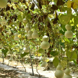 Large Wine Gourd Seeds – High Yield, Easy to Grow, Suitable for Artisans & Gardening Enthusiasts