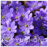 Giant Hepatica Nolilis Seed Hardy,Mix Color, DIY Home Garden Potted Or Yard Flower Plant, (Color: Sky Blue)