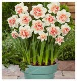 Narcissus Flower Daffodil Seed Absorption Radiation Narcissus Tazetta Seed Flowers for Rooms