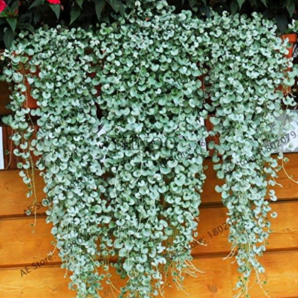 Dichondra Repens Lawn Plant dichondra repens - Excellent Ground Cover Hanging Decorative Garden Seed