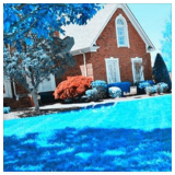 Blue Grass Seed Rare Lawn Seed Semenatsvety Perennial Garden Outdoor Ornamentals Grass Germination Rate of 95%