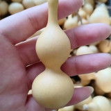 Tianjin Mouth Gourd Seeds – Premium Featured Variety, Easy to Cultivate, Excellent Ornamental Value