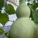Extra-Large Bottle Gourd Seeds - Easy to grow and manage, thick shell, ideal for home decor & handicraft making
