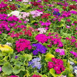 Mixed-color Large-flowered Cineraria Seeds | Easy Grow Winter Blooming Flowers for Patio Containers & Indoors