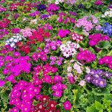 Mixed-color Large-flowered Cineraria Seeds | Easy Grow Winter Blooming Flowers for Patio Containers & Indoors