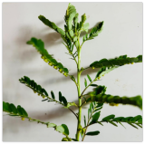 Organic Stone Breaker Phyllanthus niruri Chanca Piedra Seeds herb