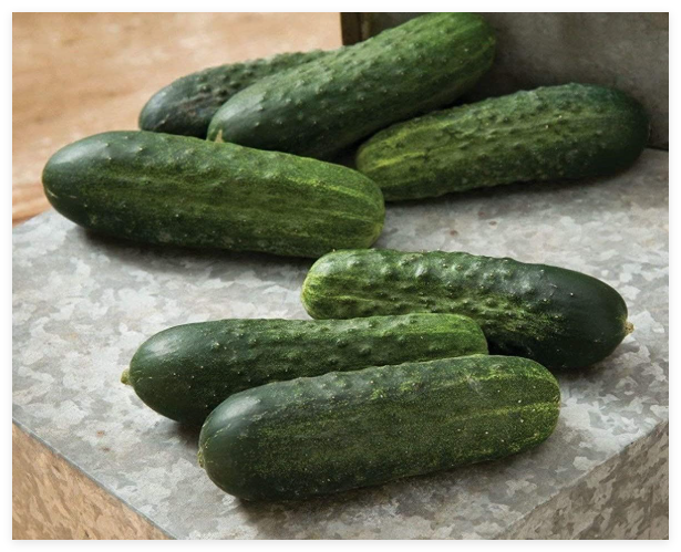 Excelsior Organic (F1) Hybrid Cucumber Seeds