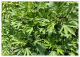 Roselle/Gongura/Hibiscus sabdariffa Seeds