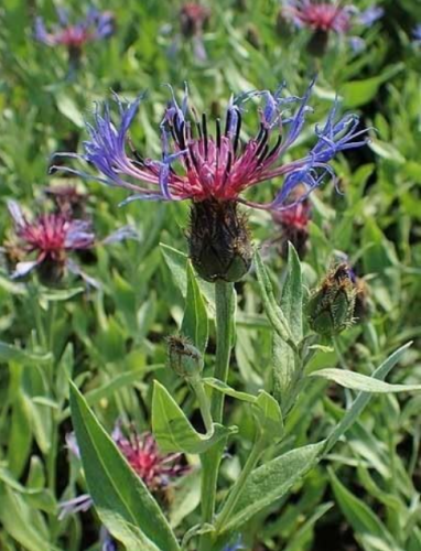 Centaurea Montana | Mountain Bluet | Bachelor's Button Seeds