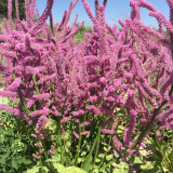 Limonium suworowii 'Pink Pokers' | Easy Grow Annual | Dense Floret Clusters for Fresh or Dried Arrangements
