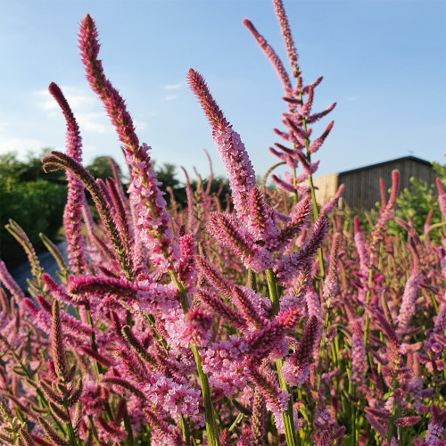 Limonium suworowii 'Pink Pokers' | Easy Grow Annual | Dense Floret Clusters for Fresh or Dried Arrangements