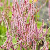 Limonium suworowii 'Pink Pokers' | Easy Grow Annual | Dense Floret Clusters for Fresh or Dried Arrangements