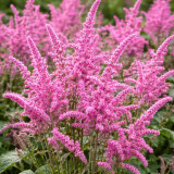 Limonium suworowii 'Pink Pokers' | Easy Grow Annual | Dense Floret Clusters for Fresh or Dried Arrangements