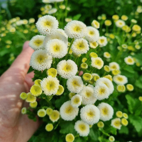 Feverfew 'Snowball' Seeds – Tanacetum parthenium, Compact White Ball-Shaped Flowers for Borders, Pots & Cut Flowers