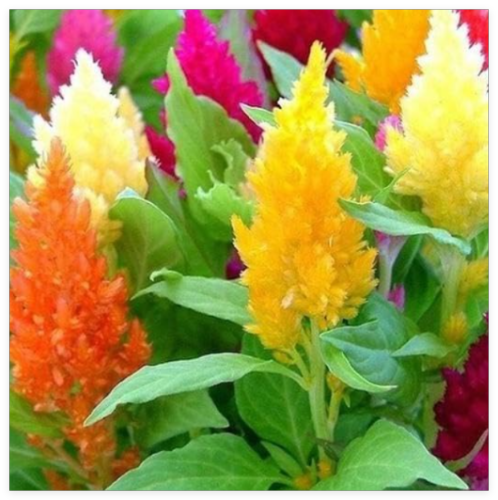 Celosia Mixed Pampas Plume Striking Colors Cut & Dried Flowers Non-GMO Seeds