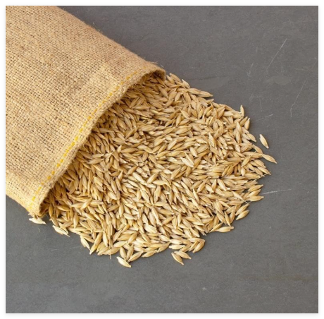 Unhulled Organic Einkorn Grain Seeds – Ancient Heirloom Wheat for Planting