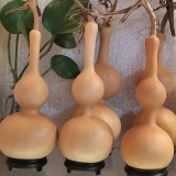 Xiaosan Ting Gourd Seeds – Unique shape, wide adaptability, easy to grow, perfect for home gardening
