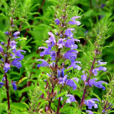Mountain Mint Seeds | Dracocephalum moldavica | Drought-Tolerant Annual with Blue-Purple Flowers